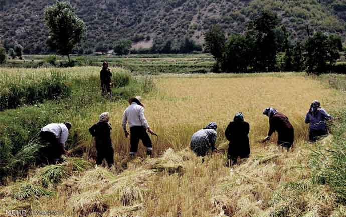 بیمه روستایی ، کشاورزی و عشایر